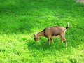 Ogród zoologiczny w Gdańsku