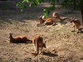 Ogród zoologiczny w Gdańsku