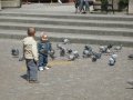 OD INTERNAUTY: Gołębie olsztyńskiej starówki